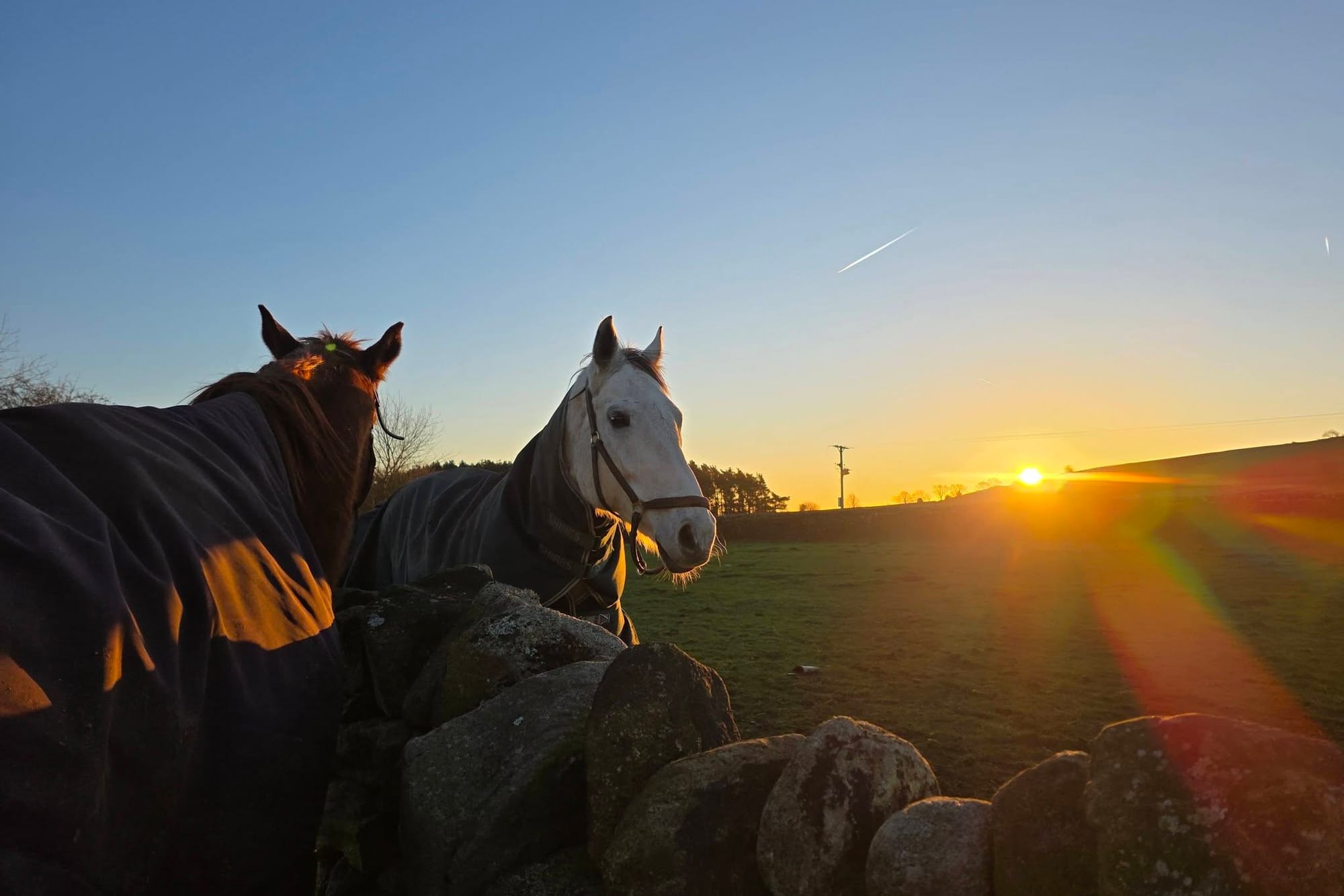 The life-saving horses of Redmires Road