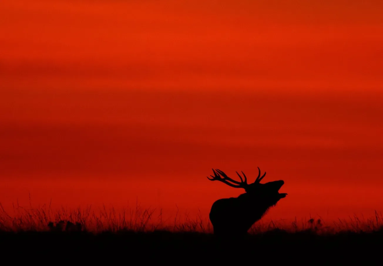 Sheffield's greatest nature spectacle